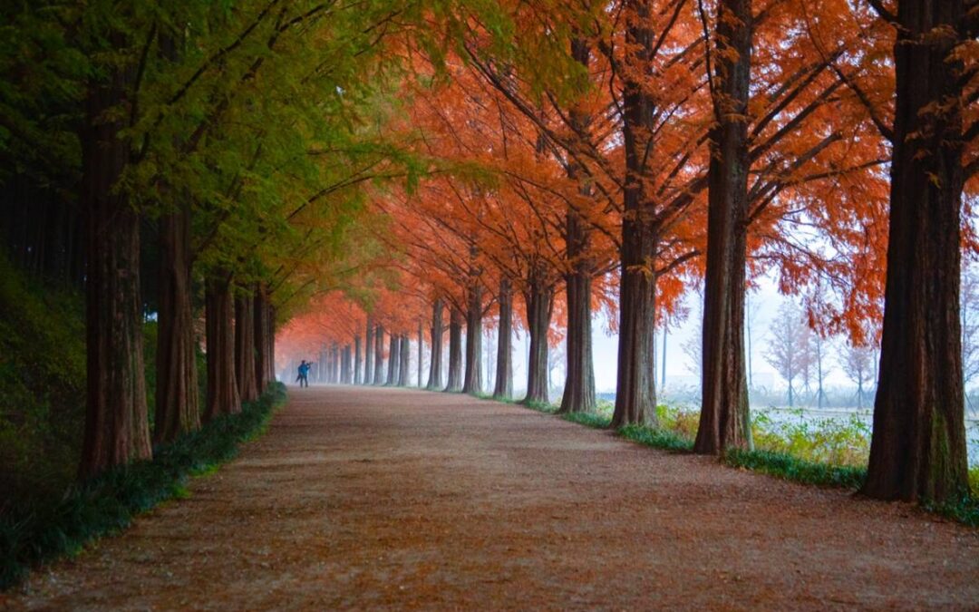 Transition Between Summer and Fall