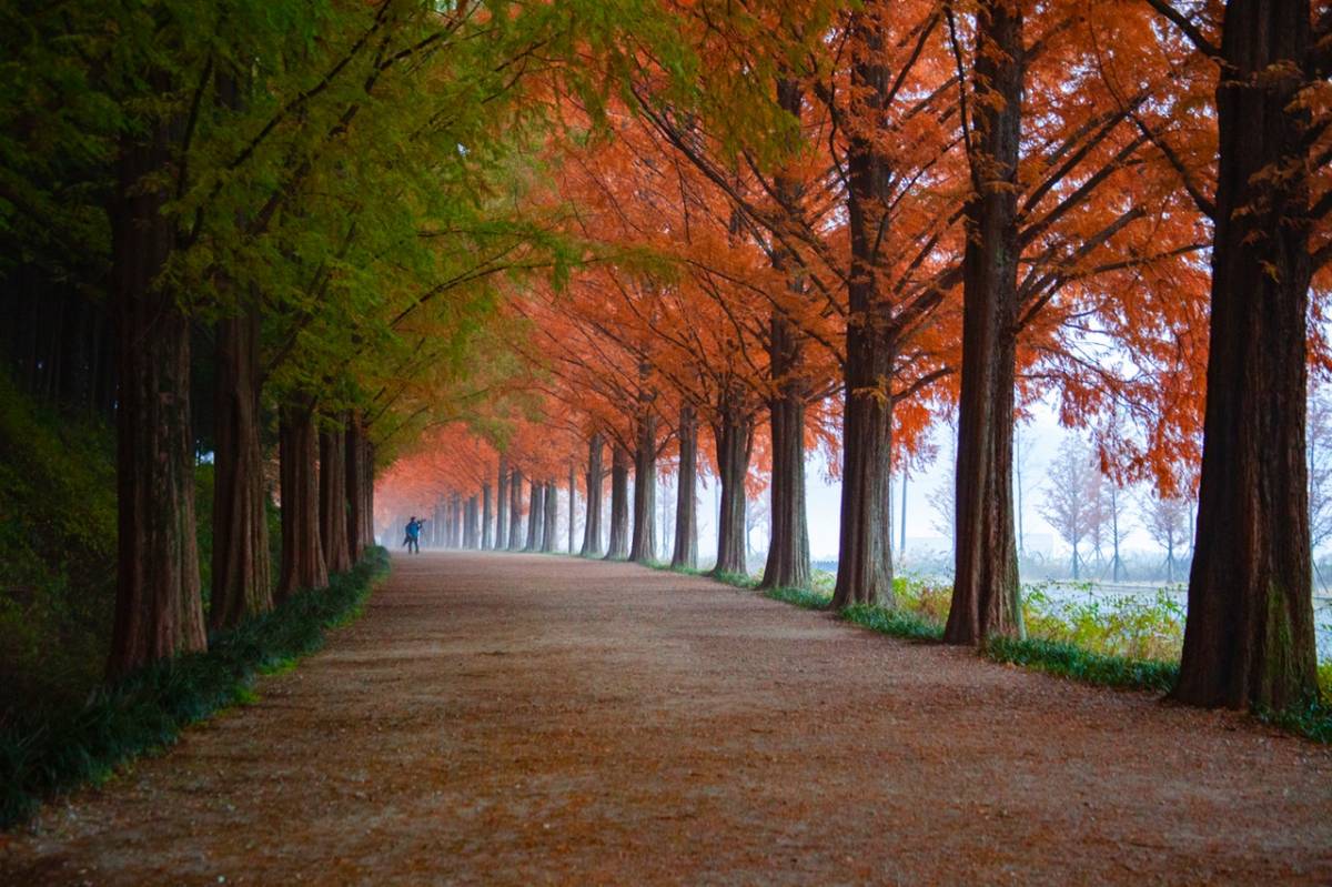 A misty path lined with tall metasequoia trees, green on one side and autumn orange on the other